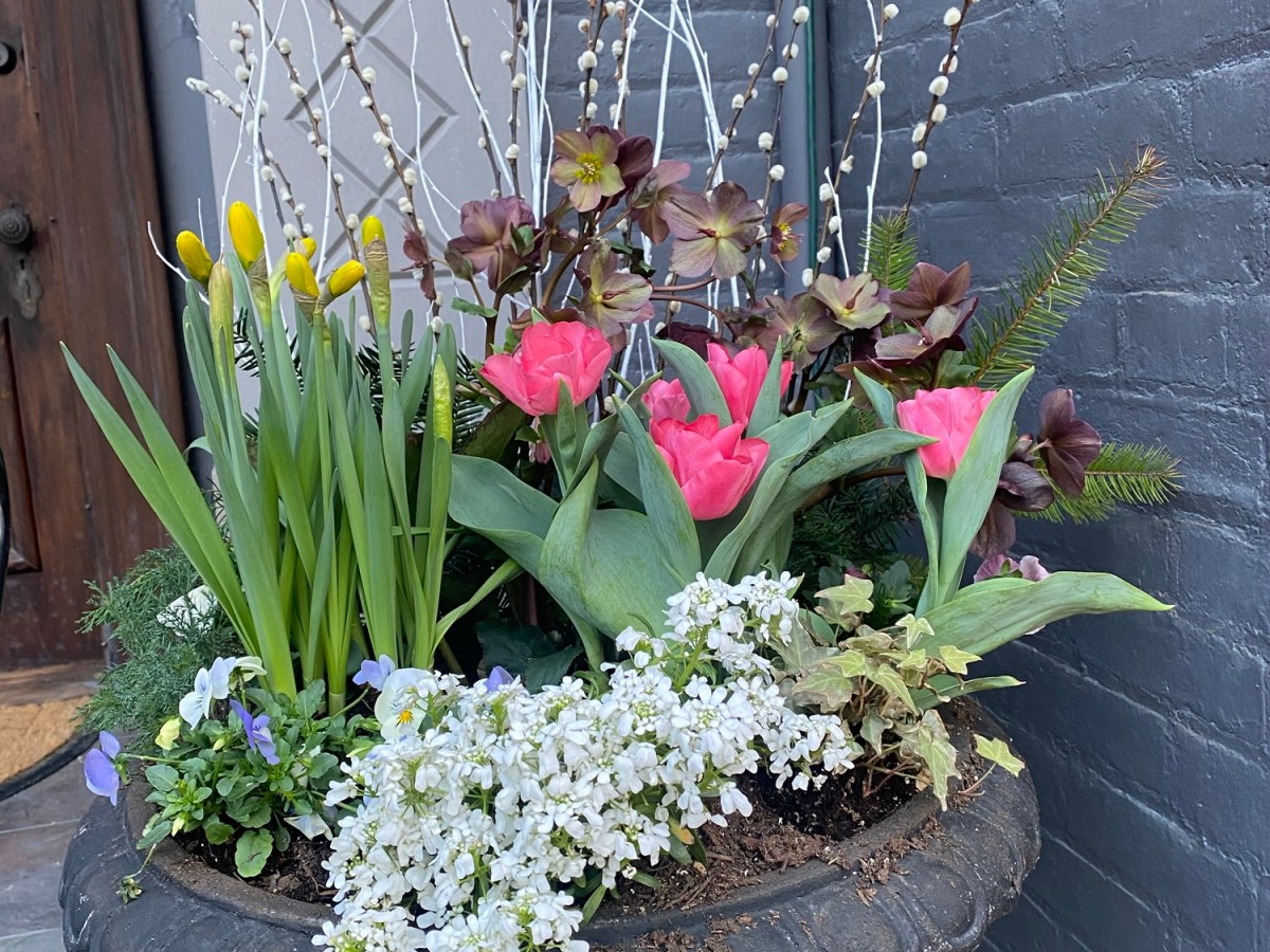 Sweet, Frost Hardy Spring Planter &&nbsp;Recipe