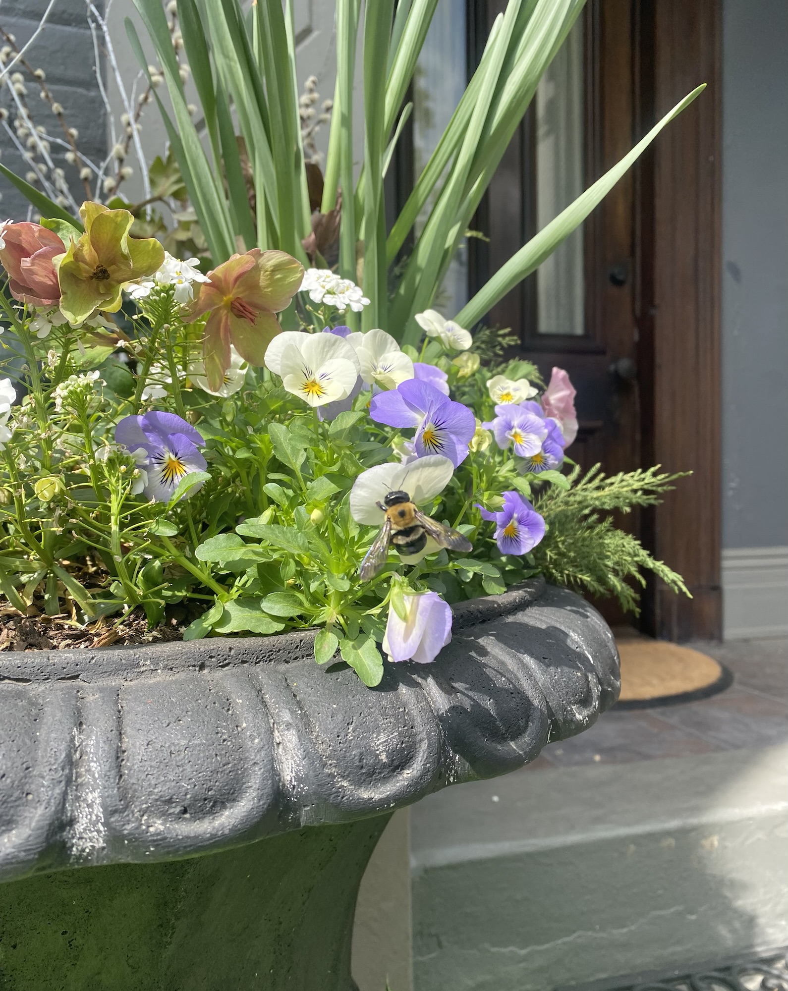 Bee on viola in decorative urn with annuals and perennials